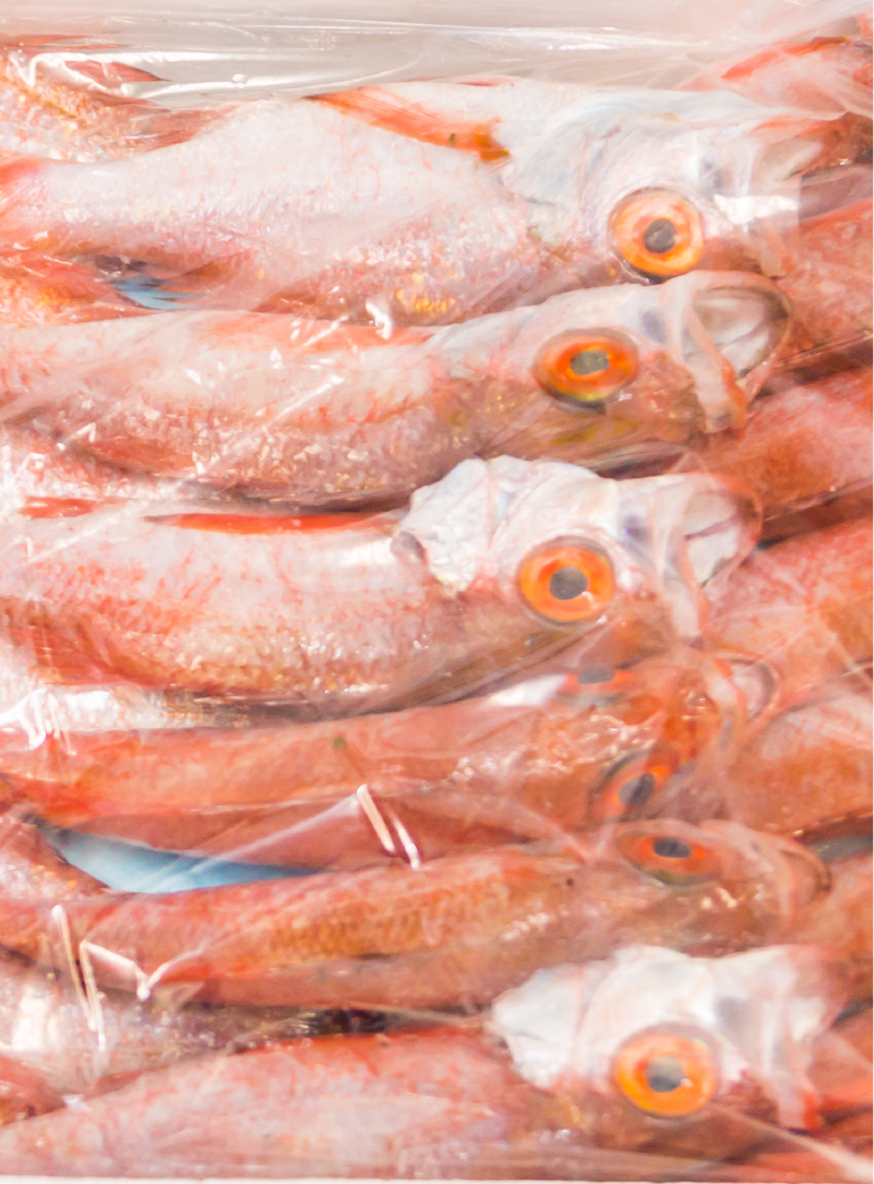 Fresh Fish Export