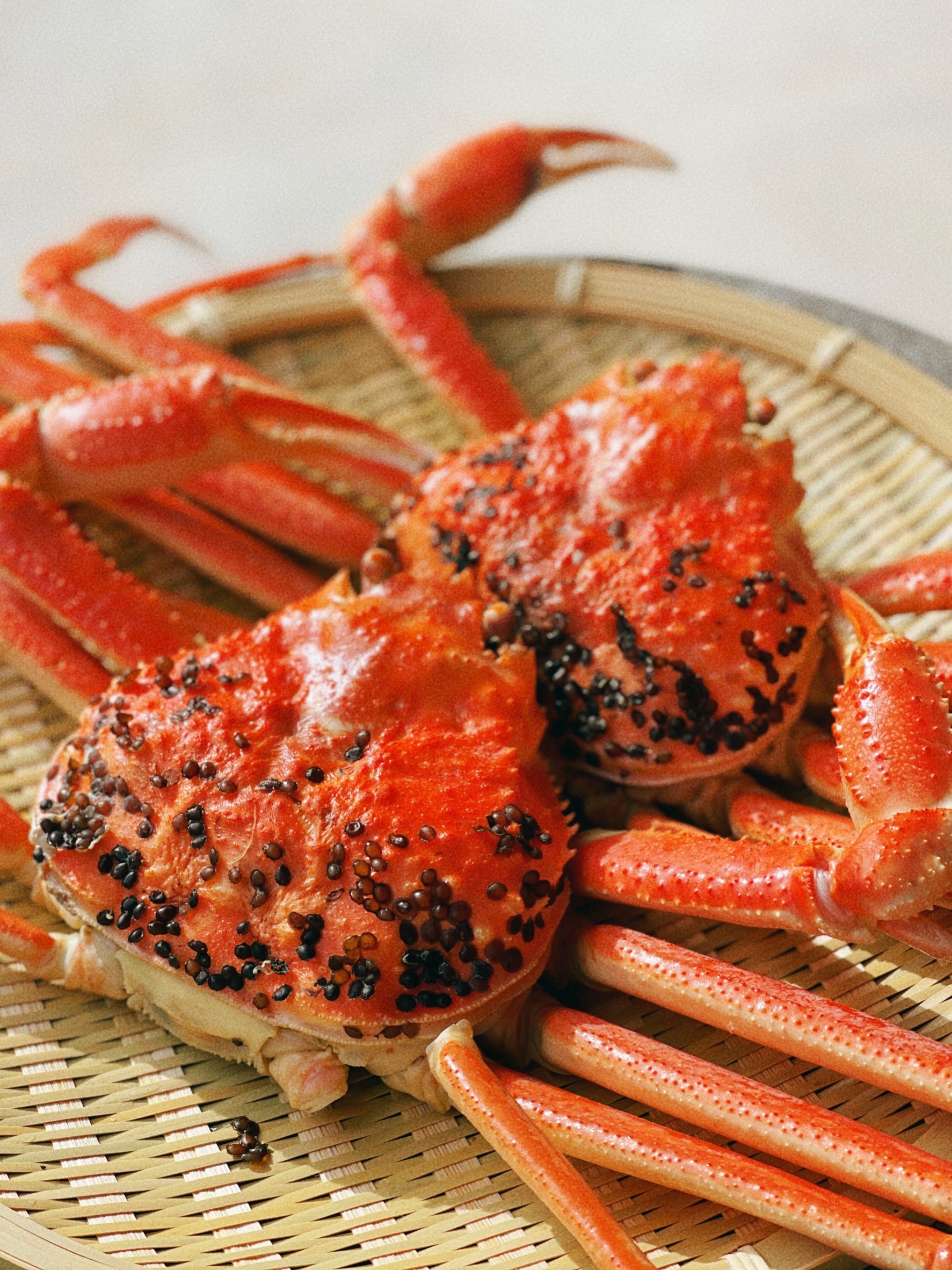 Matsuba crab is a type of snow crab. Matsuba crabs are caught and ...